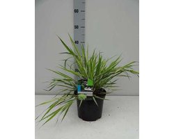Japans berggras - Hakonechloa macra 'Aureola' | 3 liter pot