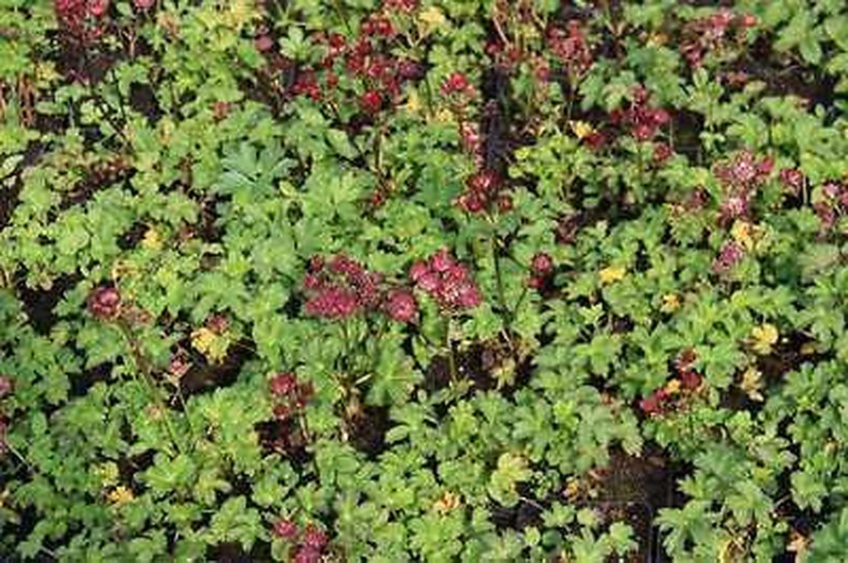 6x Zeeuws knoopje - Astrantia maj. 'Moulin Rouge' | 9x9 cm pot
