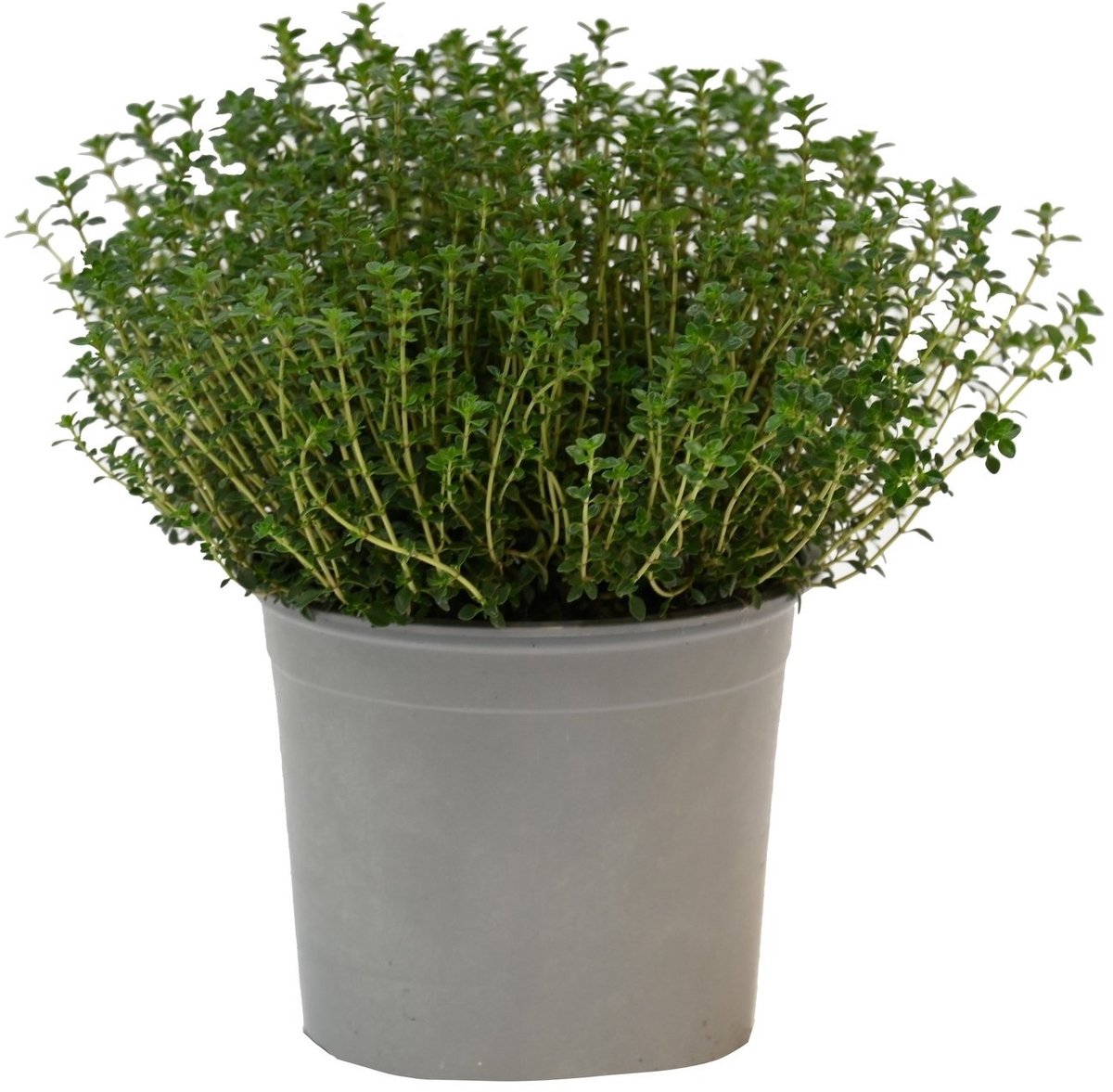 JUNAVERA Tijm (Thymus vulgaris) – Aromatische mediterrane kruidenplant – 14 cm pot – ca. 20 cm hoog