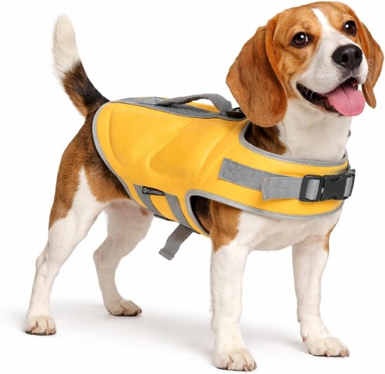 Beagle portant un gilet de bain jaune, debout sur fond blanc. Le gilet a des accents gris.