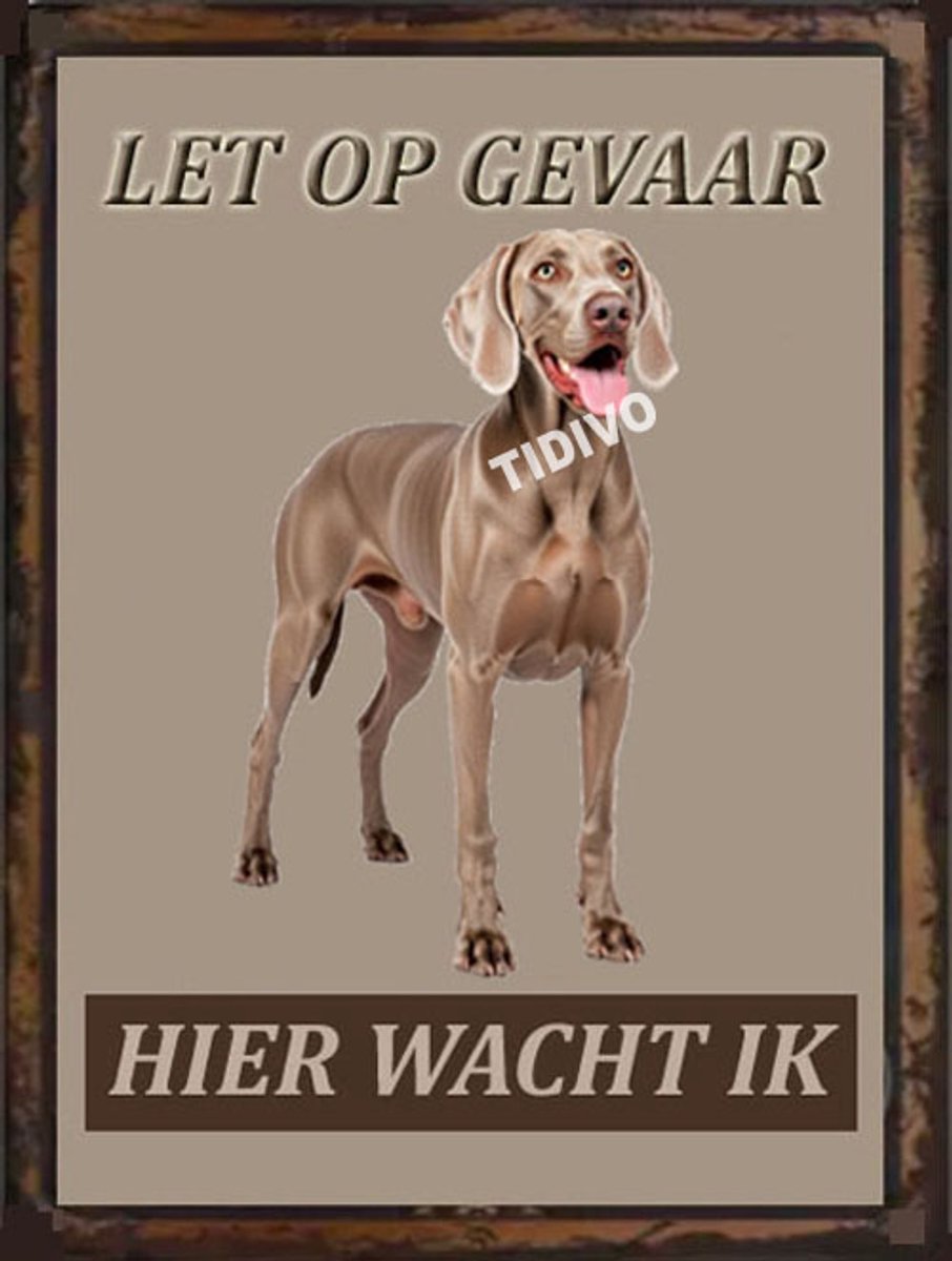 Weimaraner, korthaar 18