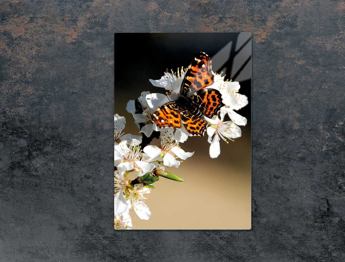 TMK ArtDeko Serie - Glazen Snijplank - 35x52 cm - Gehard Glas - Antibacterieel