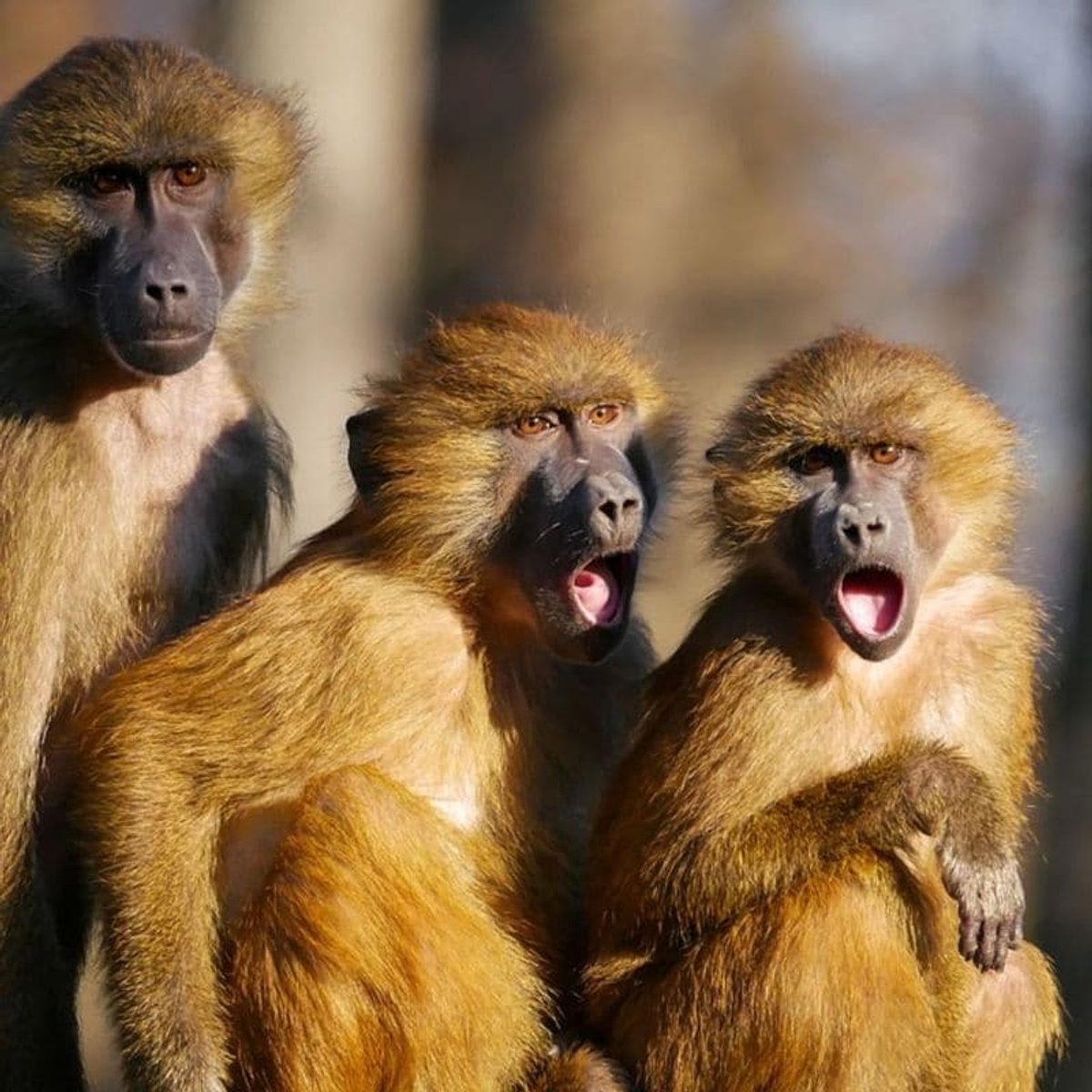 Geurolie - Monkey Farts - 10 ml