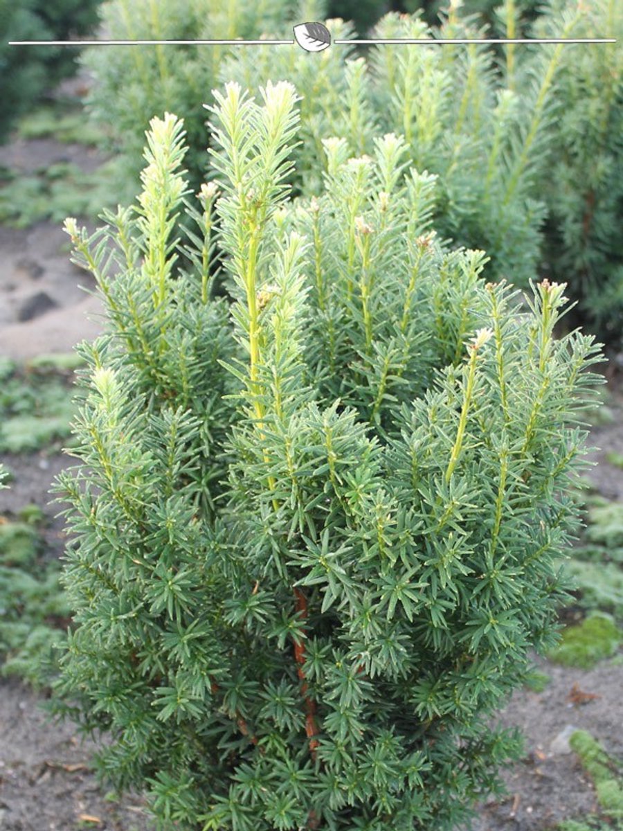 Venijnboom Taxus media Hicksii 60-80 cm, 8x Haagplant