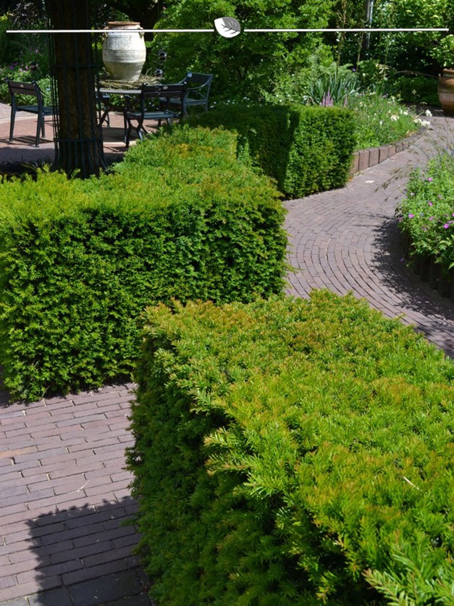 Laurier Prunus Genolia 120-140 cm in Pot, 3x Haagplant