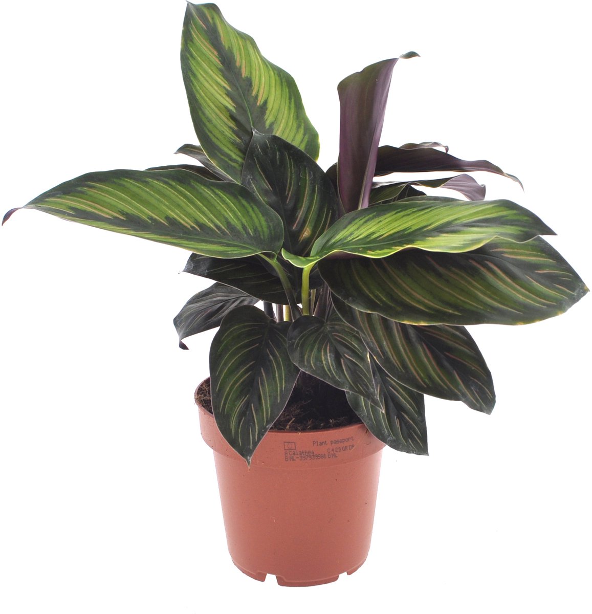Calathea Beauty Star | 30cm