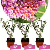 Set van 3 Vlinderstruiken - Buddleja weyeriana 'Flower Power' - Hoogte 25cm - 9cm pot