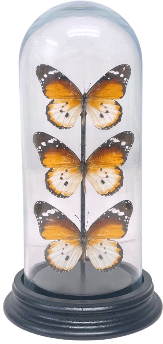 Opgezette vlinders - Danaus Chrysippus (3) in glazen stolp 19x 8cm - Geprepareerde vlinders/ insecten Decoratie - Demuseumwinkel.com