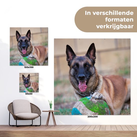 Tuinposter 50x50 cm - Tuindecoratie Mechelse herder die de bal met haar poot beet houdt - Poster voor in de tuin - Buiten decoratie - Schutting tuinschilderij - Tuindoek muurdecoratie - Wanddecoratie balkondoek