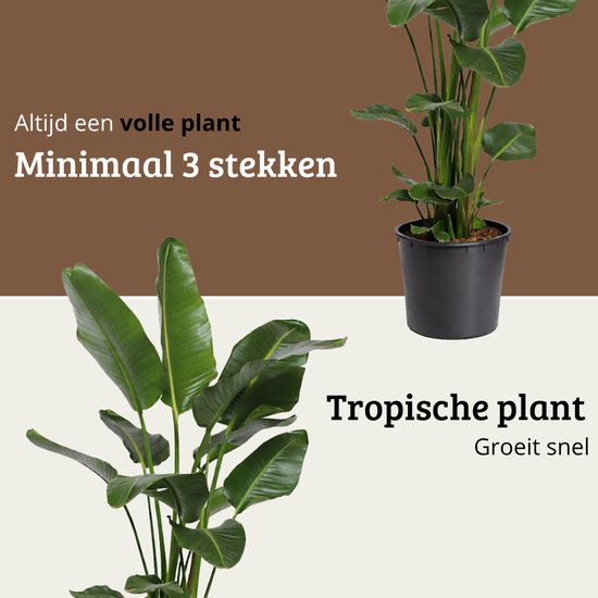 Close-up van een volle Strelitzia Nicolai plant met minimaal 3 stekken.