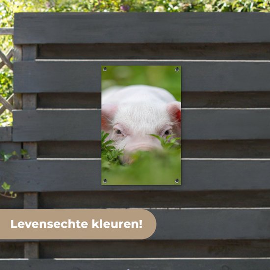 Affiche de jardin - Cochon - Herbe - Animaux - Vert - Jardin - Peinture de jardin - 40x60 cm - Décoration murale - Décoration murale - Toile de jardin - Affiche d'extérieur