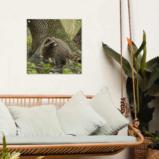 Posters de Posters de jardin Raton laveur - Water - Forêt - 50x50 cm - Toile de jardin - Poster extérieur