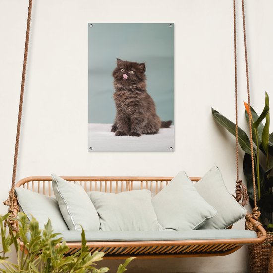 Posters de jardin Chaton persan tirant la langue - 60x90 cm
