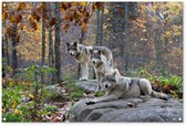 Tuinposter 120x80 cm - Tuindecoratie Wolf - Herfst - Bos - Poster voor in de tuin - Buiten decoratie - Schutting tuinschilderij - Tuindoek muurdecoratie - Wanddecoratie balkondoek