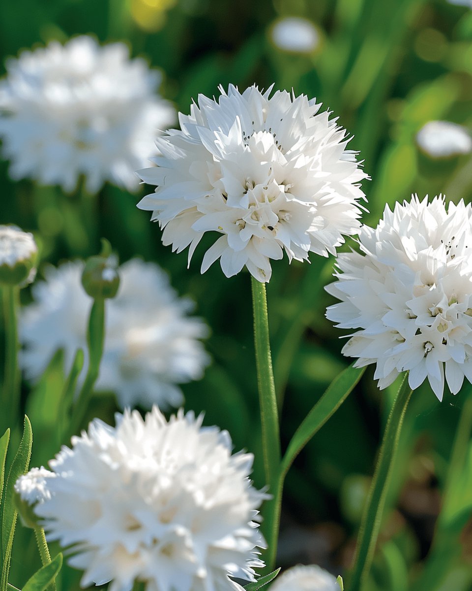 5 sets - Korenbloem Zaden White Ball Centaurea Cyanus Eenjarig