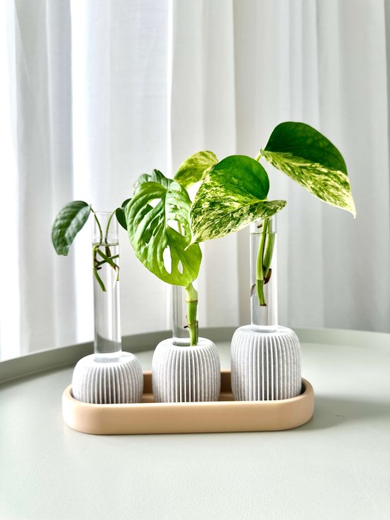 BOLTO Stekhouder met Reageerbuisjes – Stekjesstation voor Monstera & Pothos –...