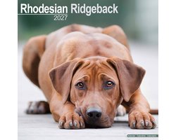 Rhodesian Ridgeback Kalender 2027