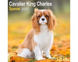 Cavalier King Charles Spaniel Kalender 2027