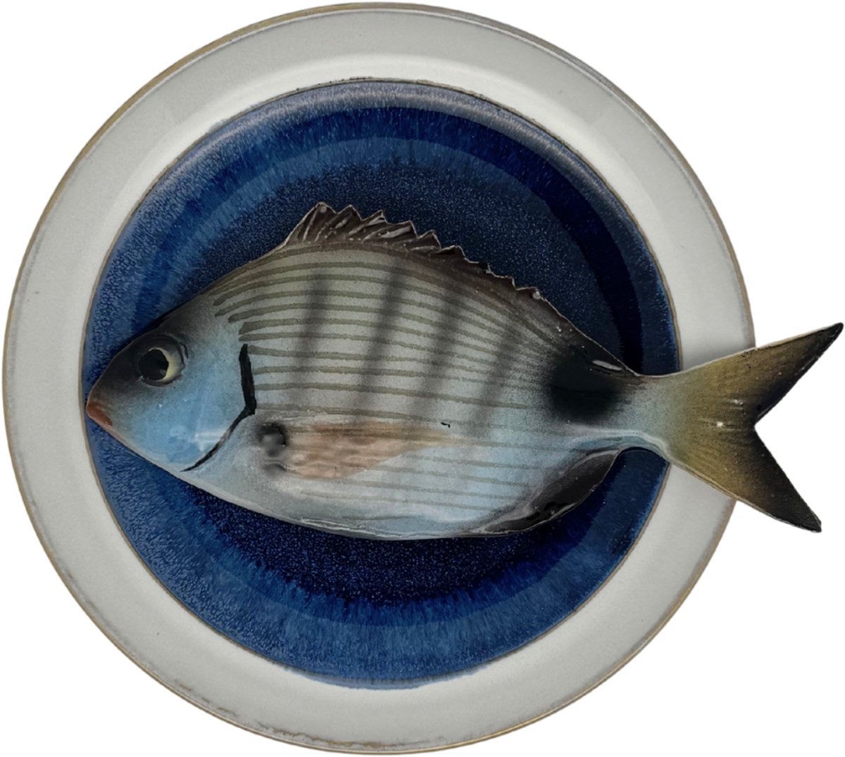Sarago medio op blauw bord met lichte rand, 17 cm