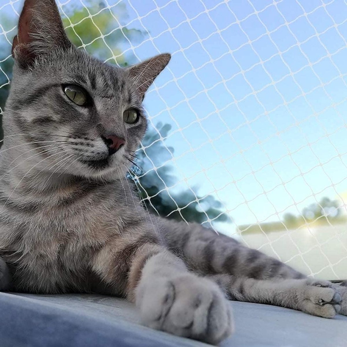 Transparant Veiligheidsnet - Balkonnet Kattennet - Huisdieren Beveiligen - UV- en Weerbestendig - 3x5m - Transparant