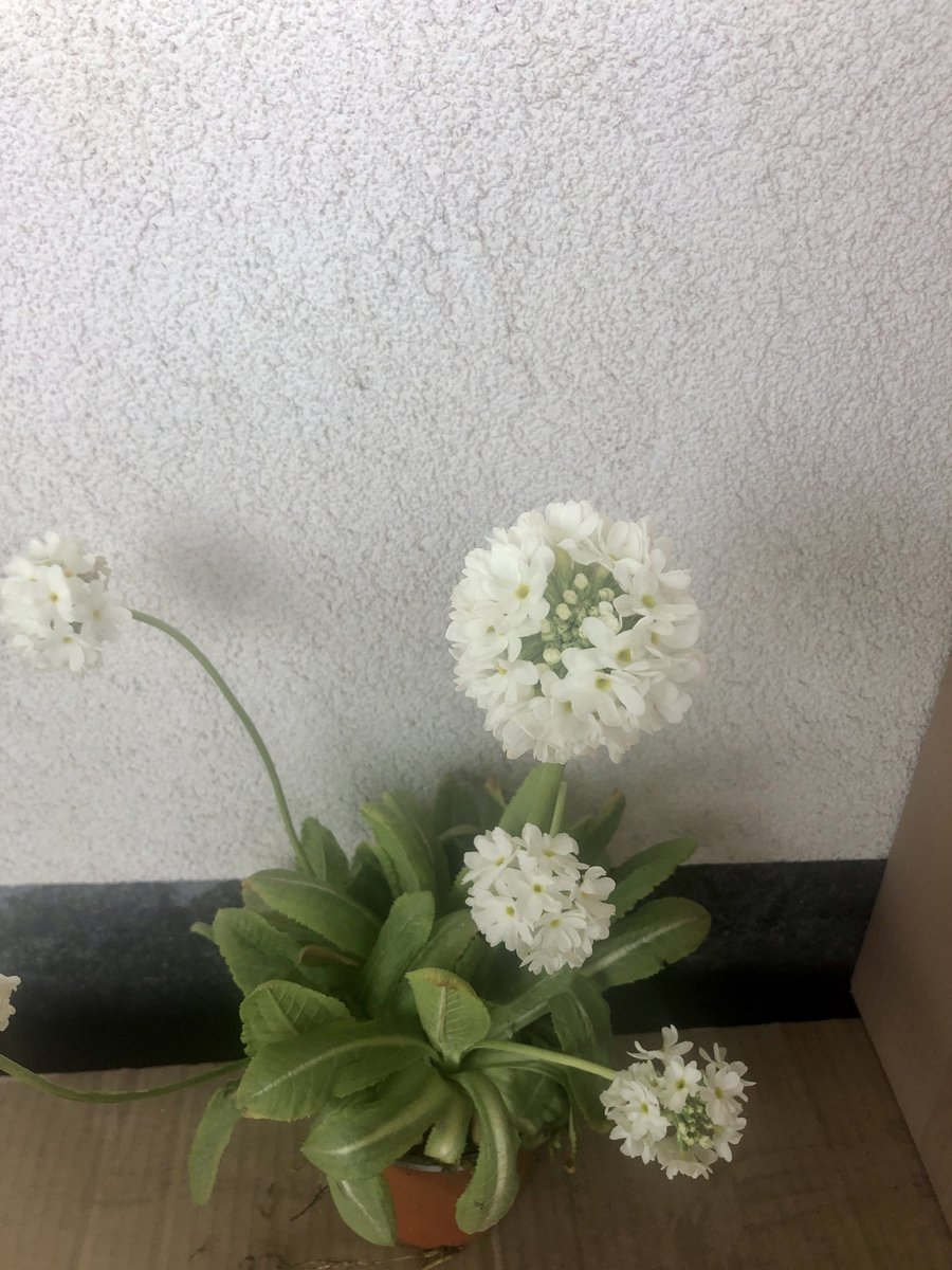 6x Kogelprimula, kogelsleutelbloem, bolprimula - Primula denticulata 'Alba' | 9x9 cm pot