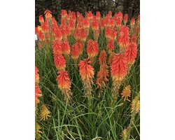 3x Vuurpijl, fakkellelie - Kniphofia hybr. 'Papaya Popsicle'® | 9x9 cm pot