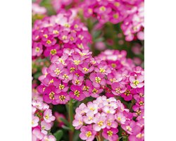 Alyssum Zaden Rosie O Day Lobularia Maritima Eenjarig