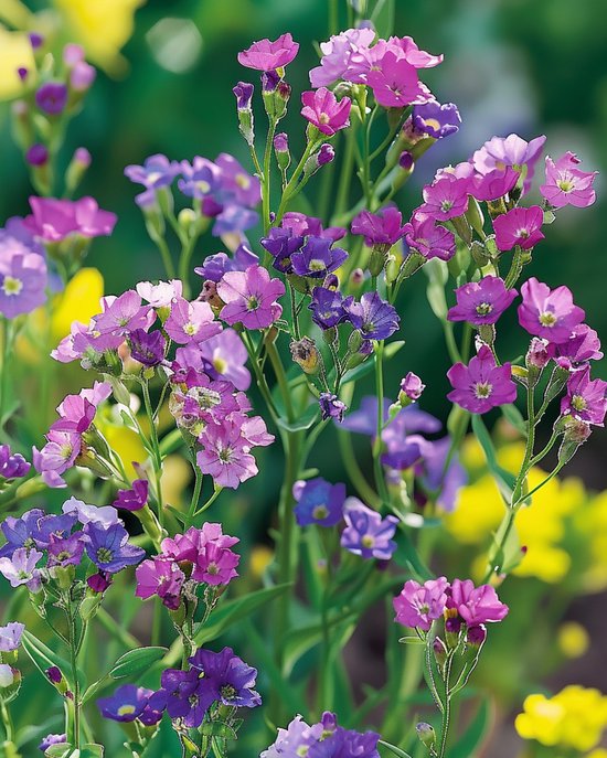 Lamsoor Zaden Limonium Sinuatum Pacific Gemengd Eenjarig