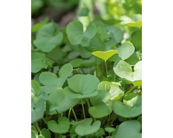 Waterkers Zaden Nasturtium Officinale Vaste Plant