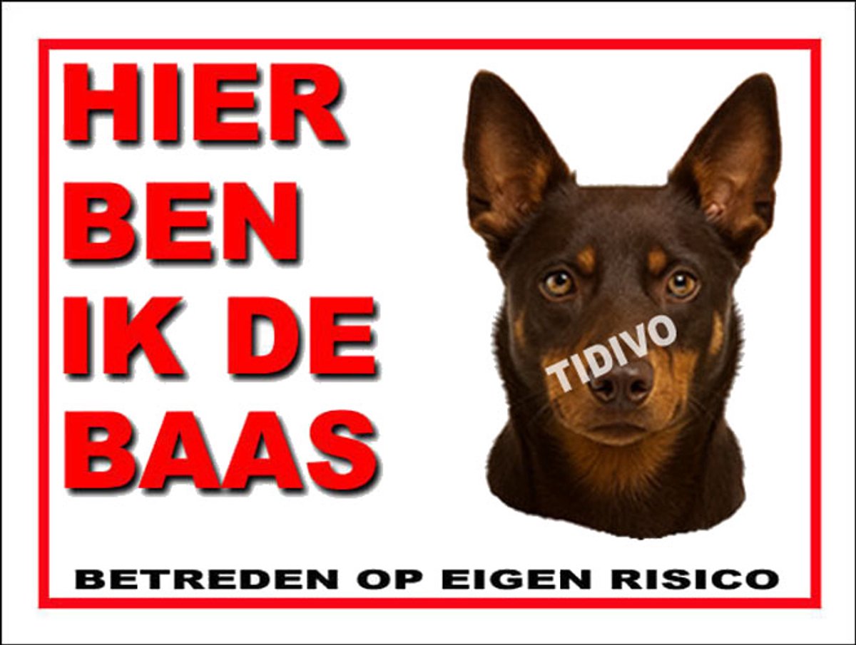 Australian Kelpie 2