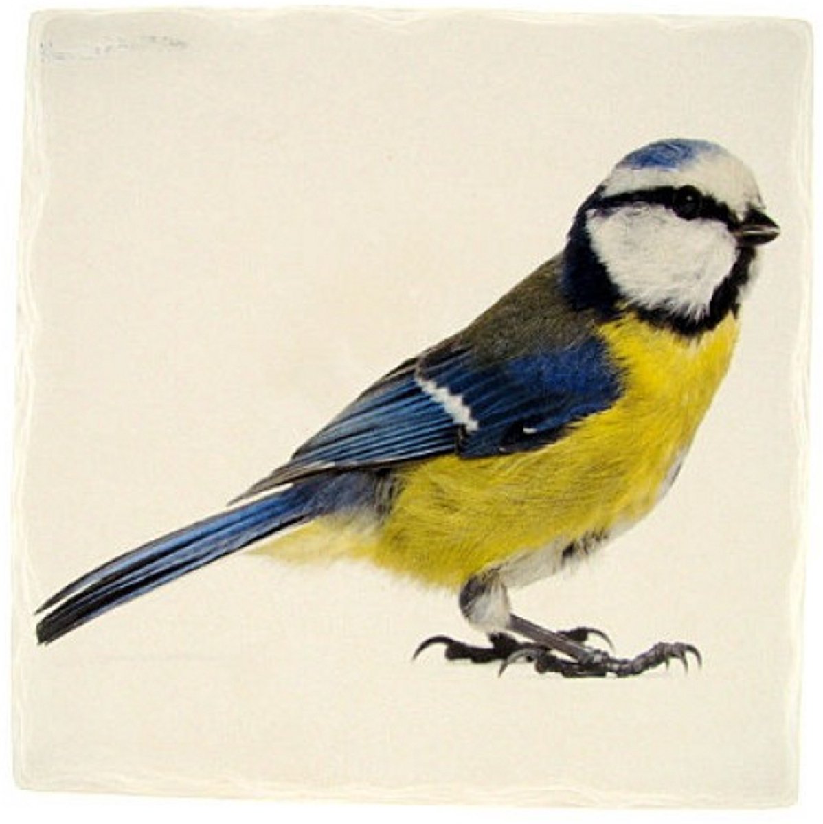 Tafelonderzetter Pimpelmees – Vierkant 15 x 15 cm – Steen – Onderzetter Vogel