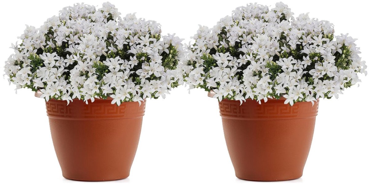 Plasticforte Plantenpot - 2x - terracotta bruin - 22 x 17 cm - bloempot - kunststof - rond