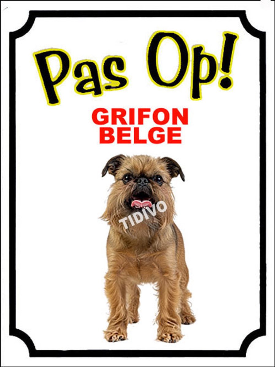 Griffon Belge 16