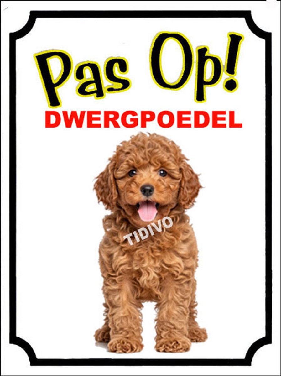 Dwergpoedel 16