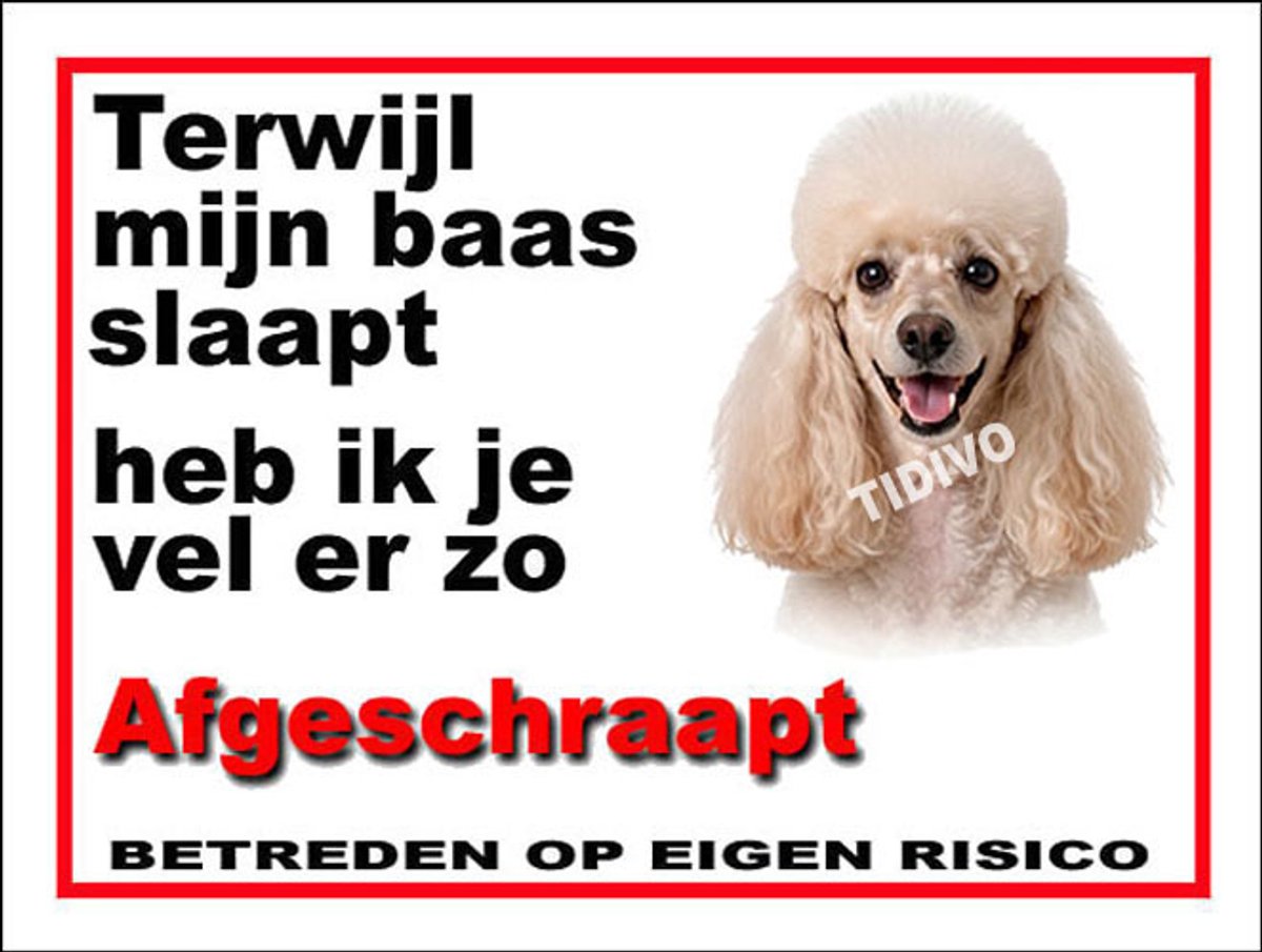 Dwergpoedel 15
