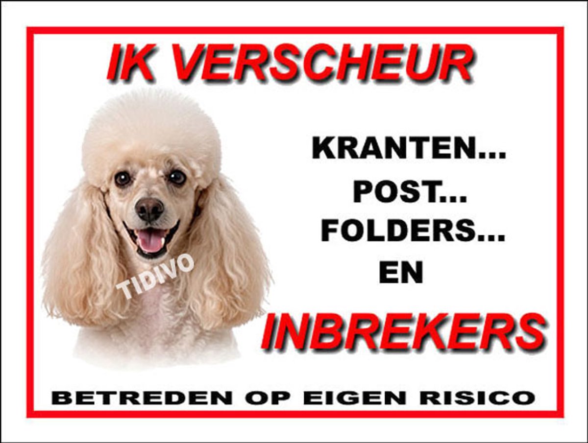 Dwergpoedel 8
