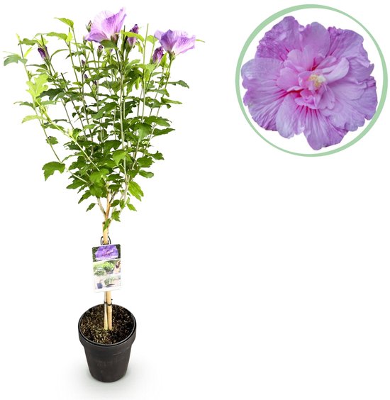 Green boutiQ - Plante sur tige - Hibiscus syriacus Lavendor Chiffon® - Plante de patio - Caduque - Rustique - Bloem violette - Pot 19 cm Hauteur 90 cm