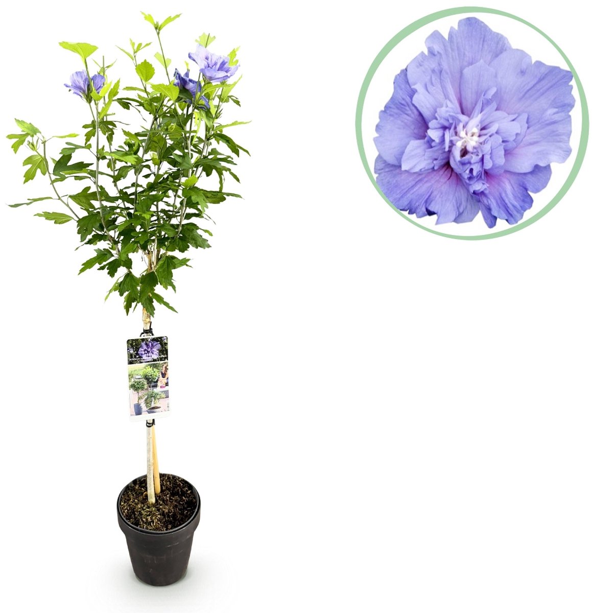 Green boutiQ - Tuinplant - Hibiscus syriacus Blue Chiffon® - Plant op stam - Terras Plant - Bladverliezend - Weinig Onderhoud - Pot 19cm Hoogte 90cm