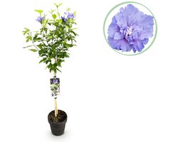 Green boutiQ - Tuinplant - Hibiscus syriacus Blue Chiffon® - Plant op stam - Terras Plant - Bladverliezend - Weinig Onderhoud - Pot 19cm Hoogte 90cm