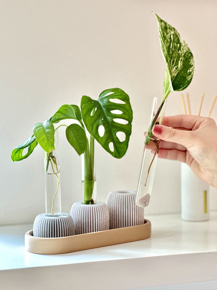 BOLTO Stekhouder met Reageerbuisjes – Stekjes station voor Monstera & Pothos – Kweekstation Kamerplanten – Urban Jungle Cadeau
