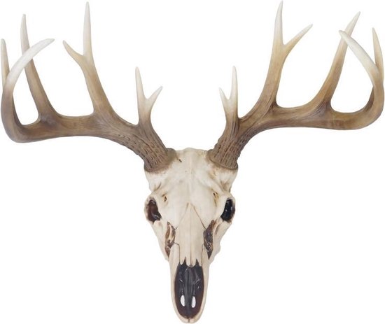 Crâne de cerf 58 cm Nature