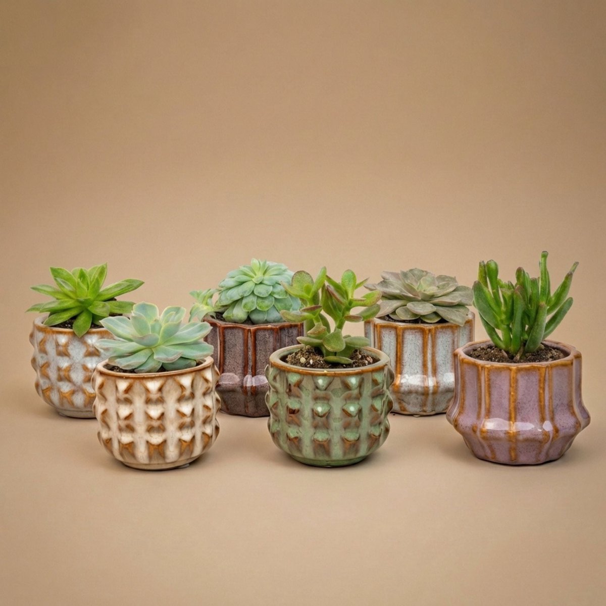 Succulenten Set van 6 in Keramische Mini Potjes San Juan - ↑ 8–12 cm
