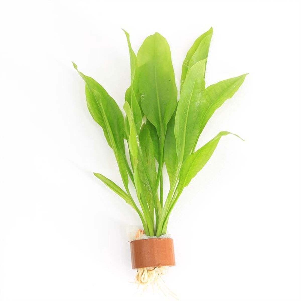 Moerings Echinodorus Paniculatus | Amazone Zwaardplant | in Terracotta Ring