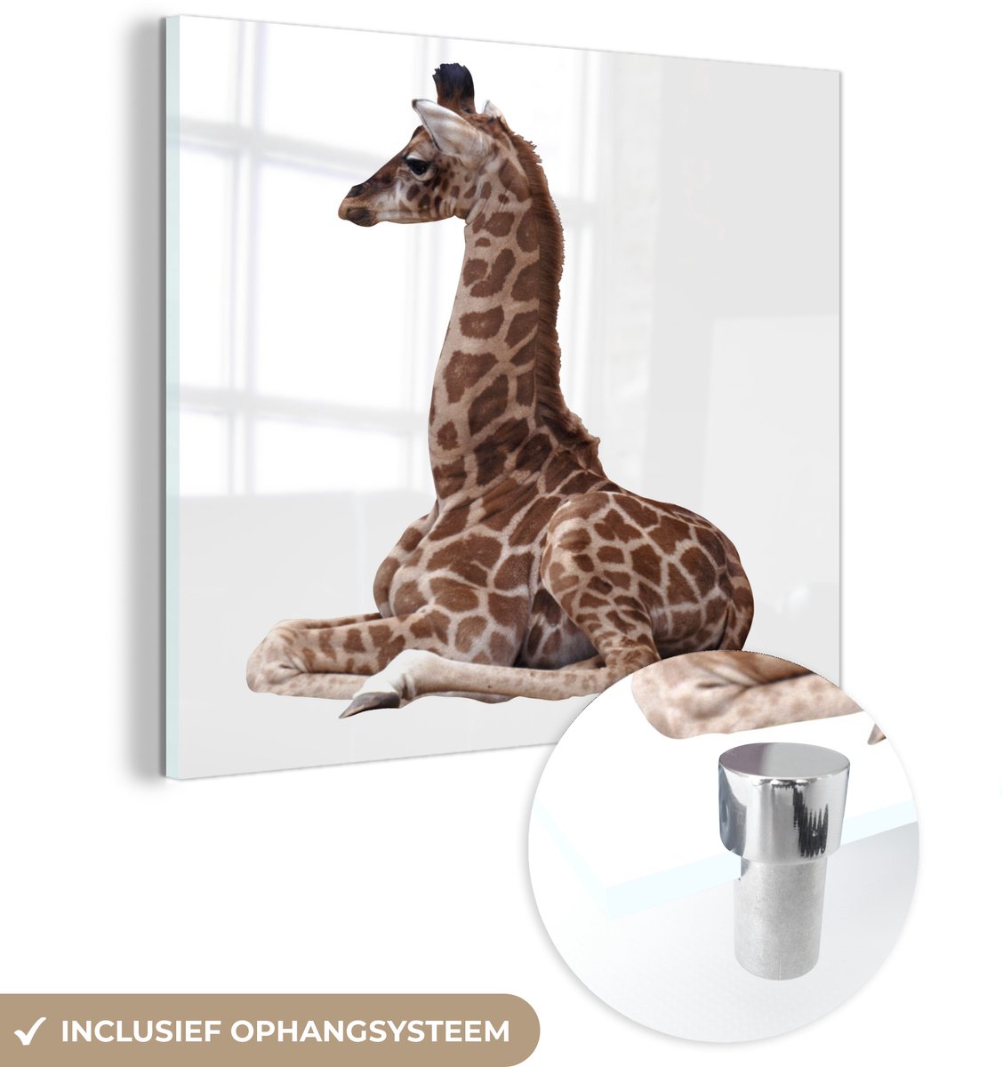 ® Glasschilderij 20x20 cm - Schilderij acrylglas - Baby giraffe voor een witte achtergrond - Foto op glas - Muurdecoratie woonkamer - Wanddecoratie slaapkamer - Schilderijen