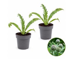 Artisjok Plant – 2 plantjes – Mediterrane Delicatesse – Decoratief & Eetbaar – Tuin de Bruijn