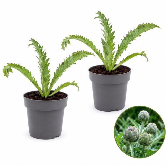 evergreen grass plants Aztec Grass Shrub - 1 Gallon / 5-Pack