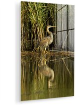 ® Glasschilderij 60x90 cm - Schilderij acrylglas - Purperreiger bij riet aan het water - Foto op glas - Muurdecoratie woonkamer - Wanddecoratie slaapkamer - Schilderijen