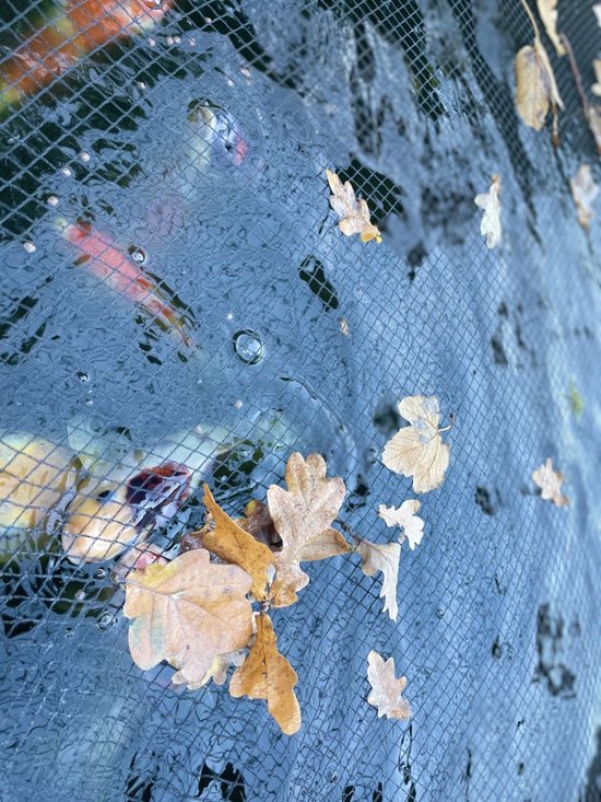 Fijnmazig zwart net met gedroogde eikenbladeren, boven water met zwemmende oranje en witte koi.