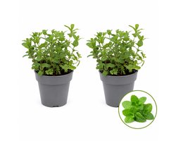 Marokkaanse Munt – 2 Kruidenplanten – Mentha Spicata Moroccan – Verse Munt – Moestuin & Keuken