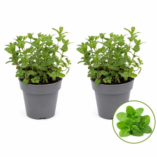 Marokkaanse Munt – 2 Kruidenplanten – Mentha Spicata Moroccan – Verse Munt – Moestuin & Keuken